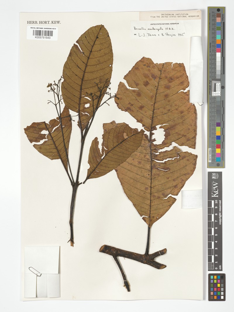 Brunellia foreroi