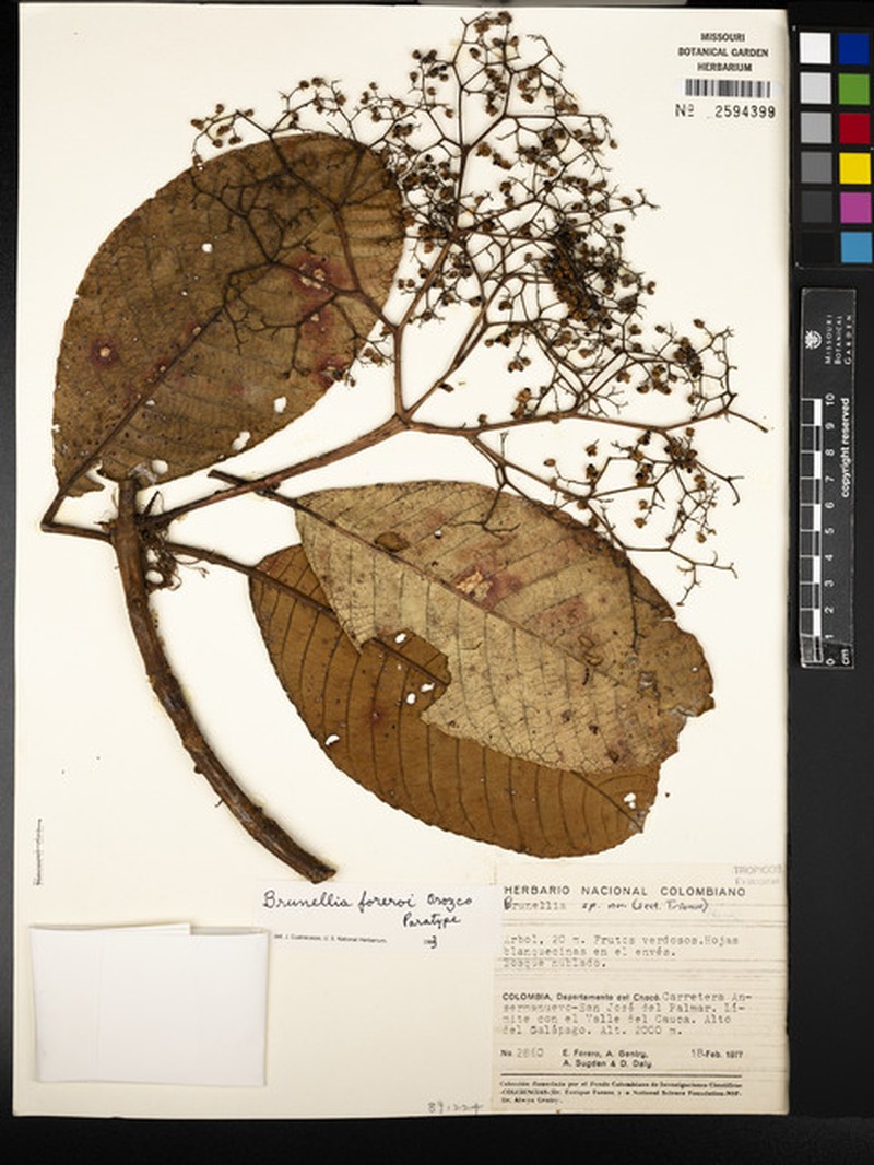 Brunellia foreroi photo 2