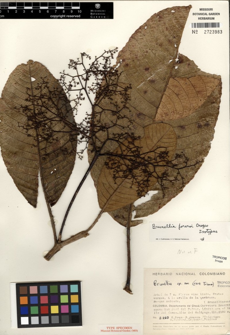 Brunellia foreroi photo 3