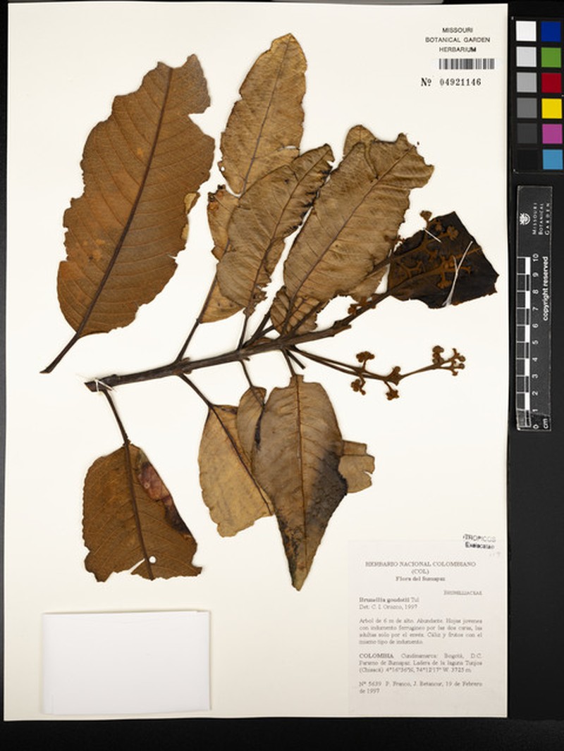 Brunellia goudotii