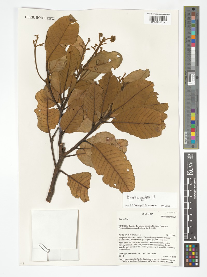 Brunellia goudotii photo 2