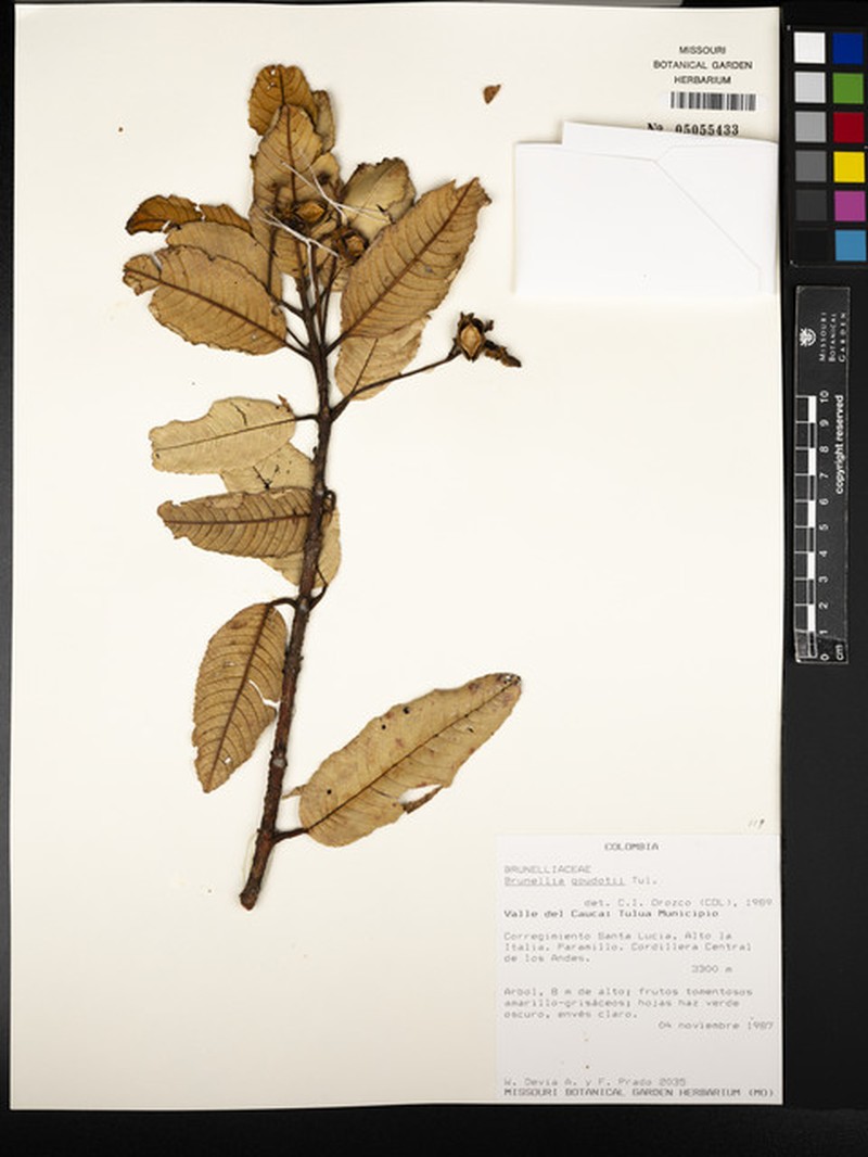 Brunellia goudotii photo 3