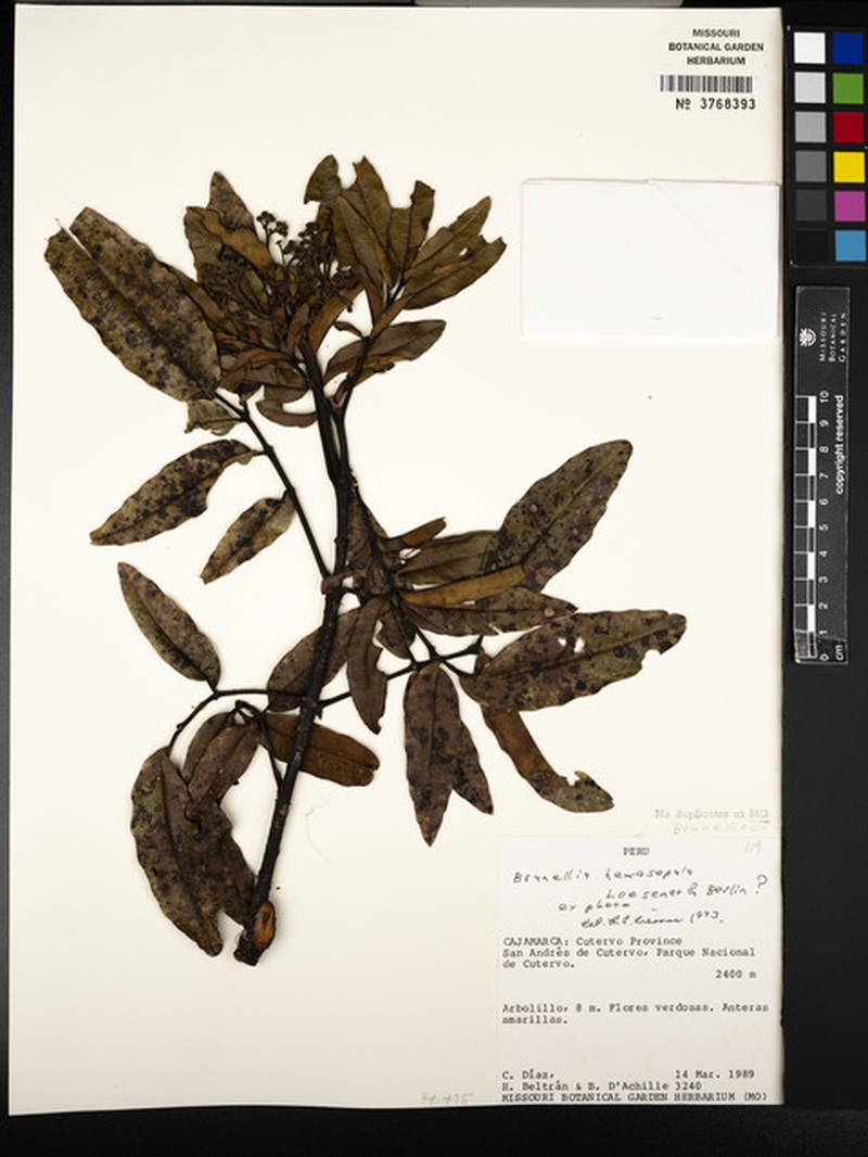Brunellia hexasepala