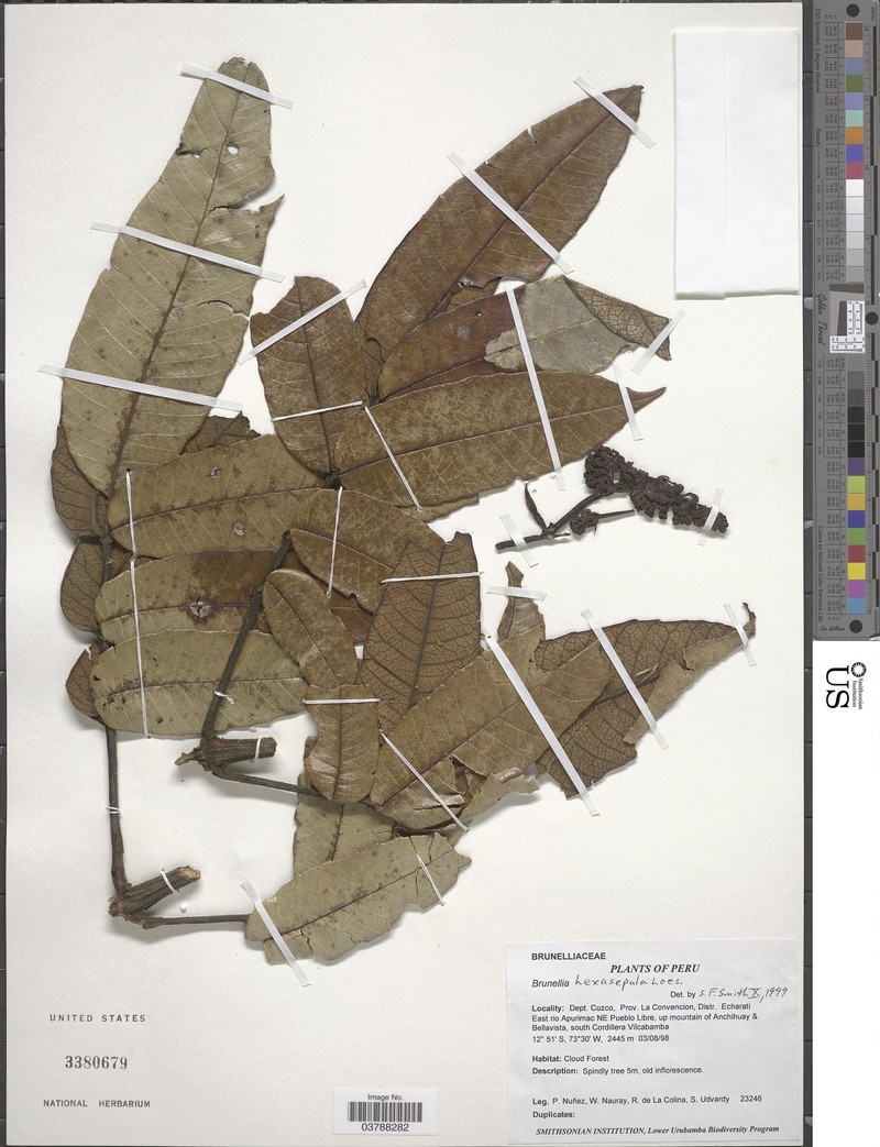 Brunellia hexasepala photo 2