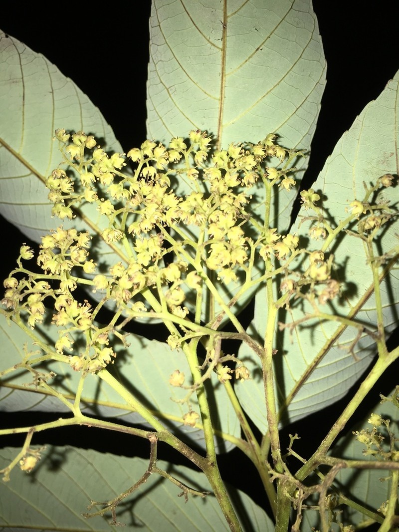 Brunellia hygrothermica