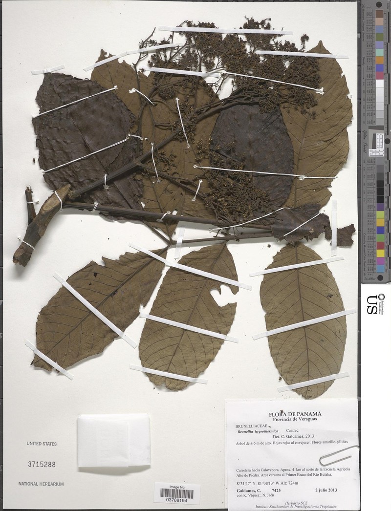 Brunellia hygrothermica photo 2