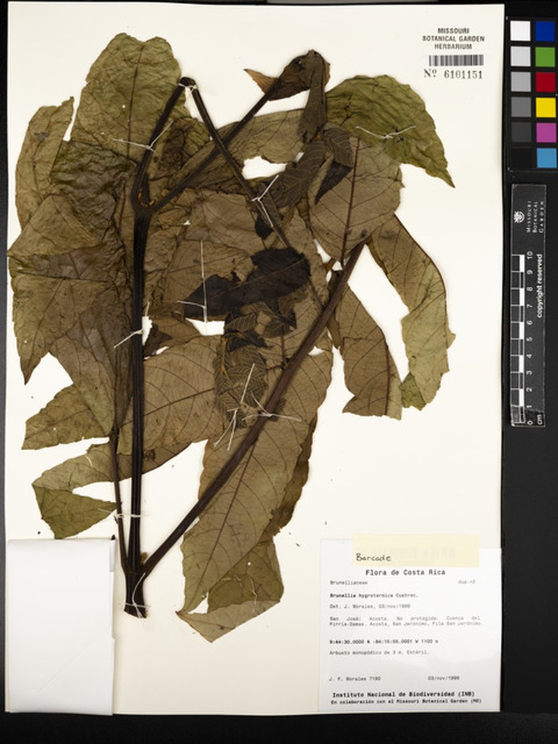 Brunellia hygrothermica photo 3