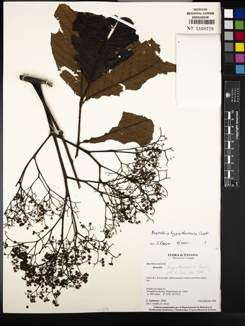 Brunellia hygrothermica photo 4