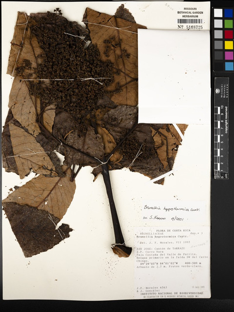 Brunellia hygrothermica photo 5