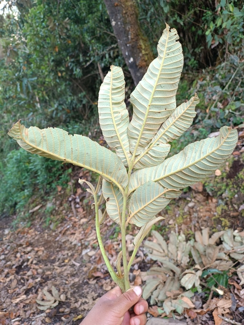 Brunellia inermis