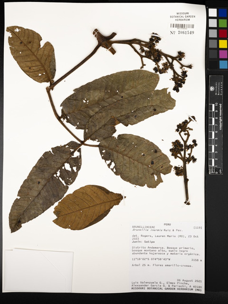 Brunellia inermis photo 2