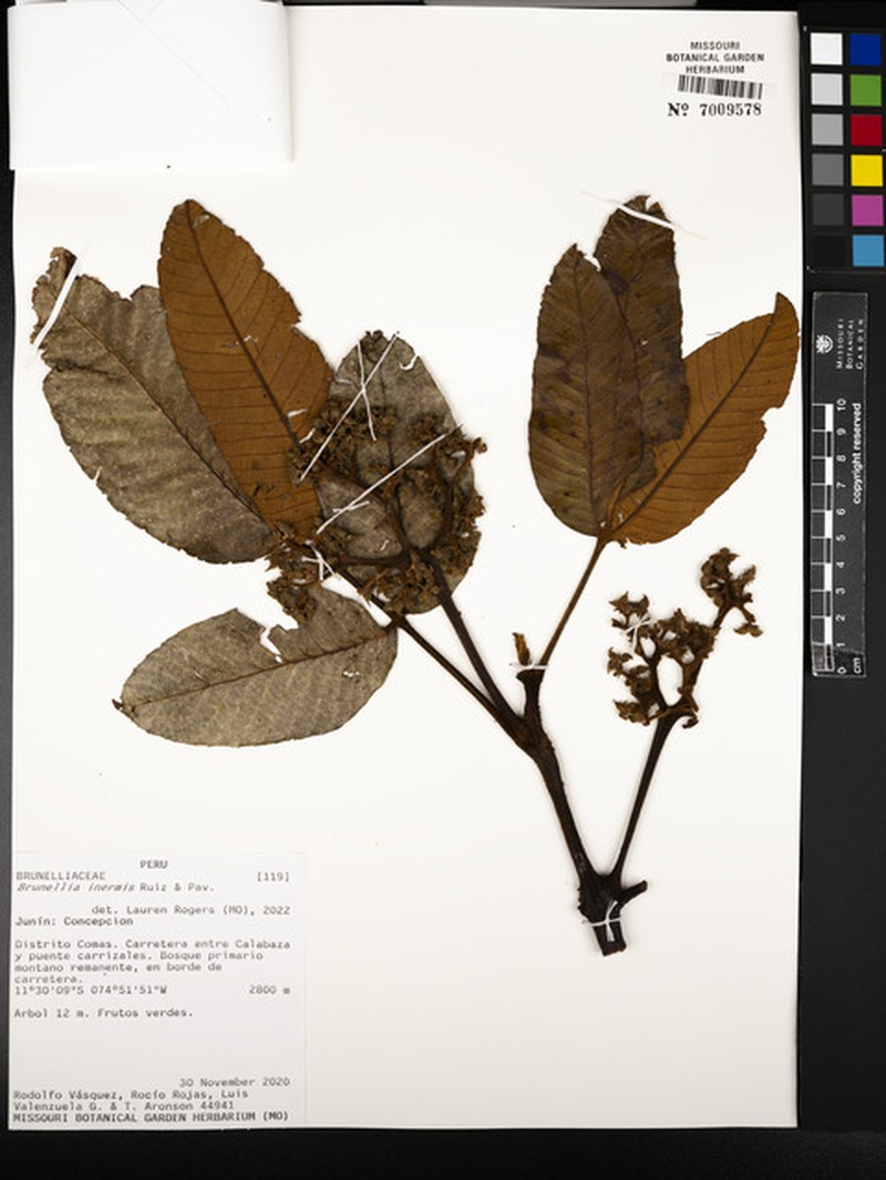 Brunellia inermis photo 3