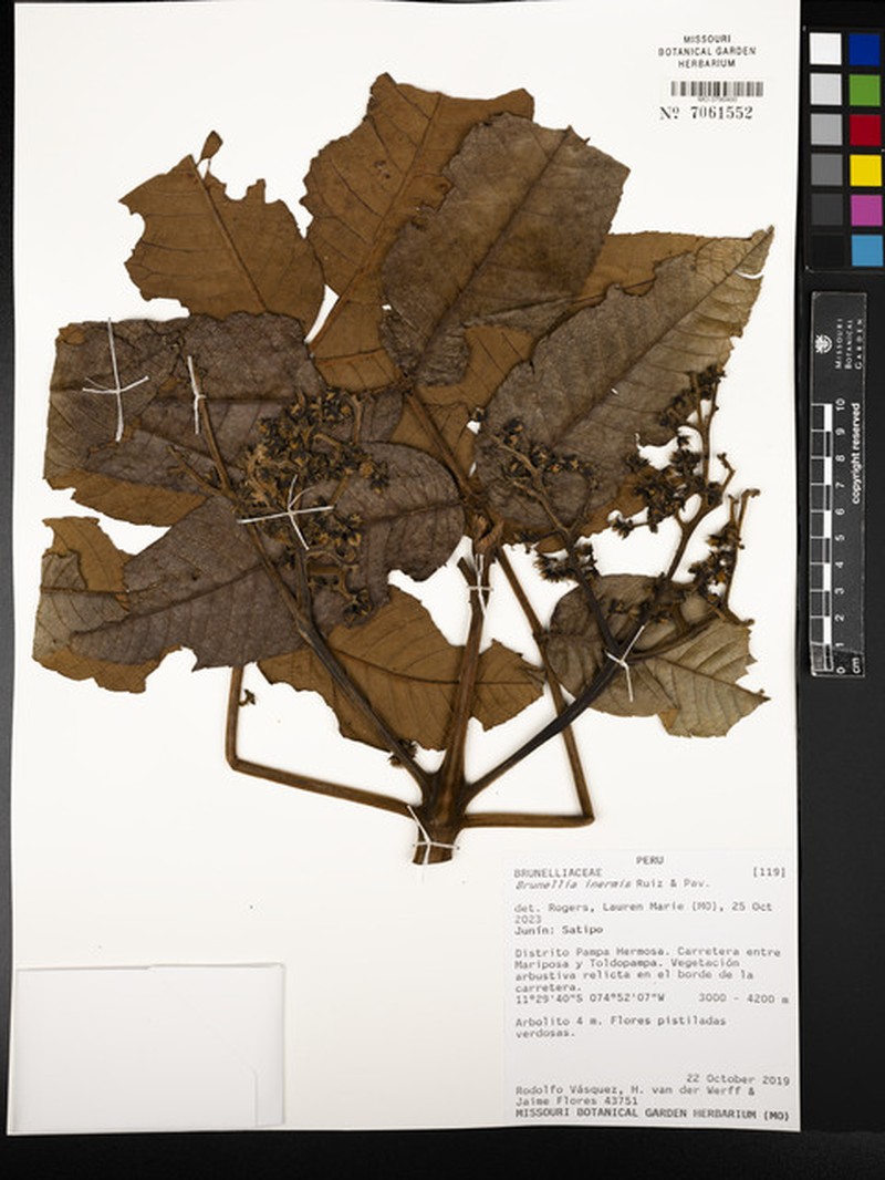 Brunellia inermis photo 4
