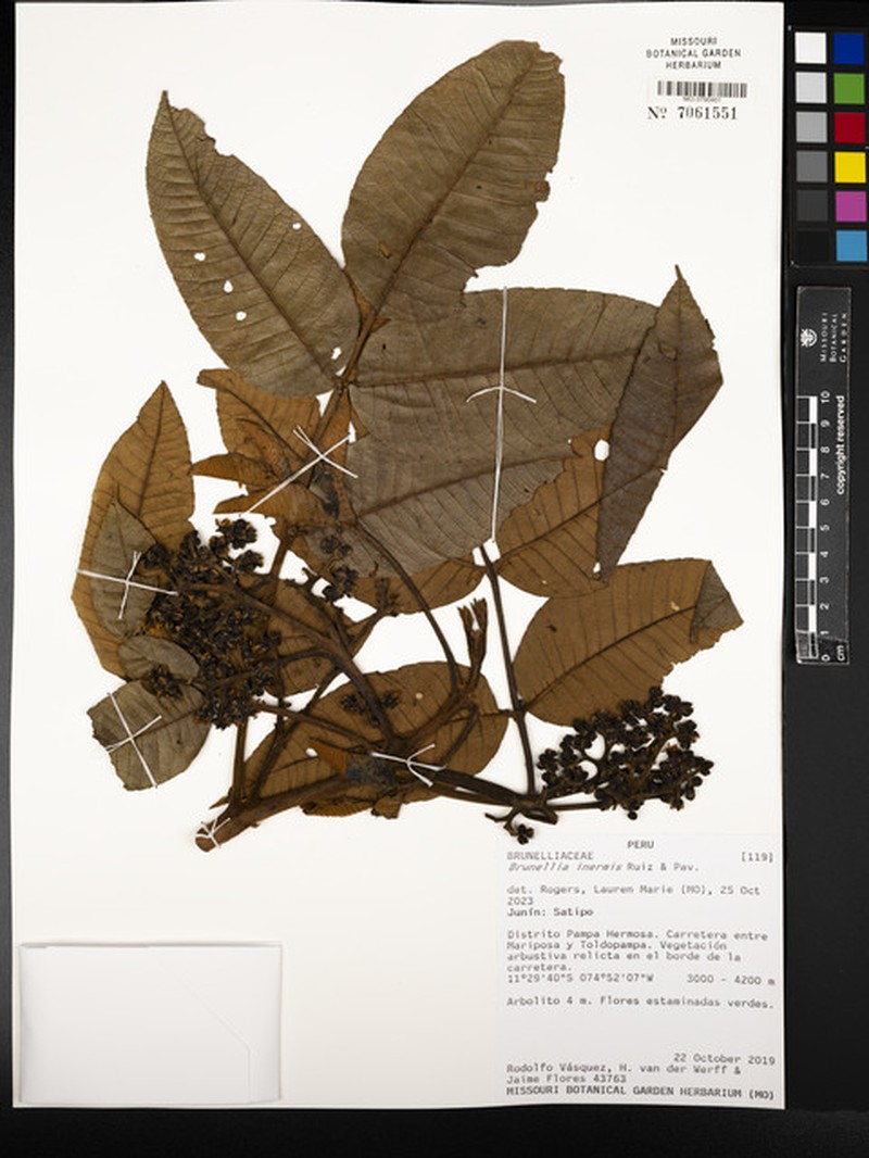 Brunellia inermis photo 5