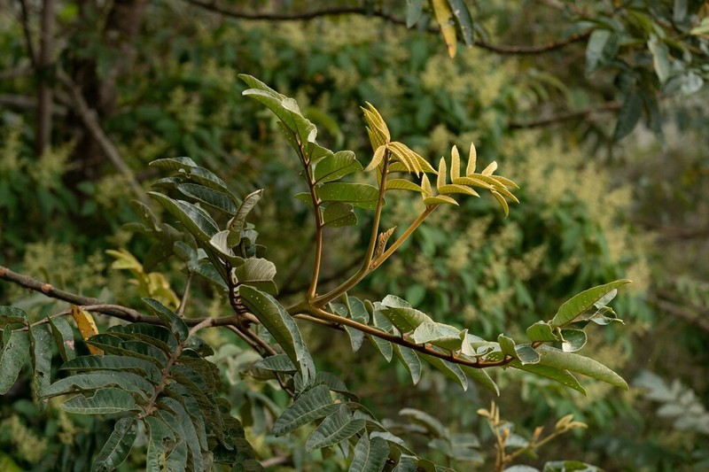 Brunellia integrifolia