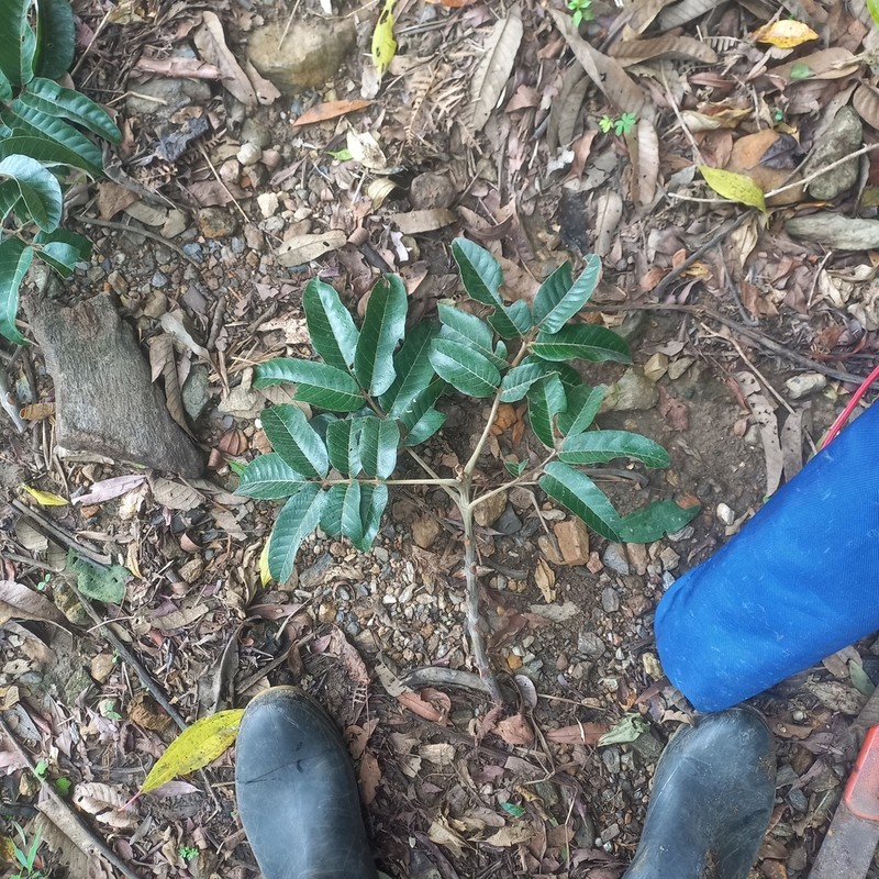 Brunellia integrifolia photo 2