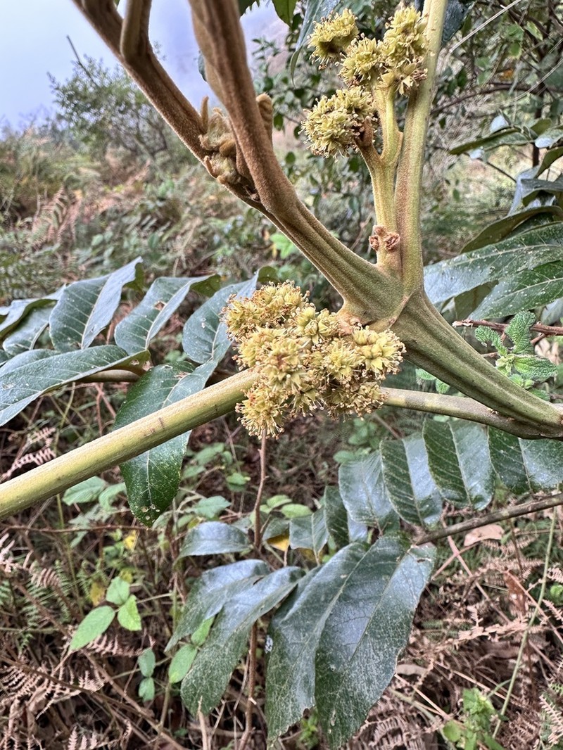Brunellia integrifolia photo 3