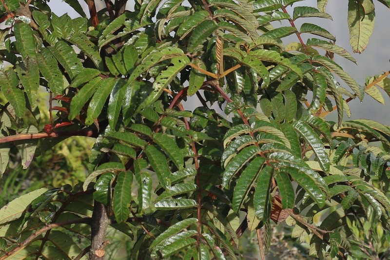 Brunellia integrifolia photo 4