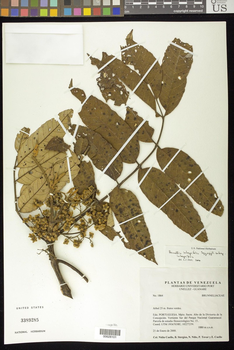 Brunellia integrifolia photo 5