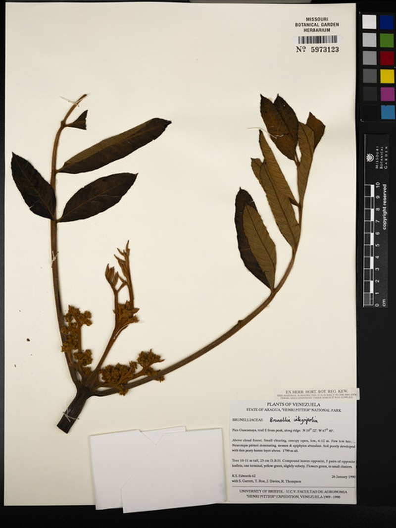Brunellia integrifolia photo 6