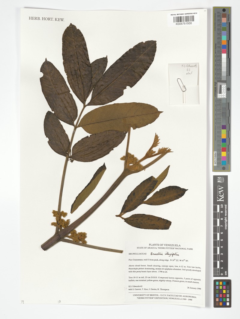 Brunellia integrifolia photo 7