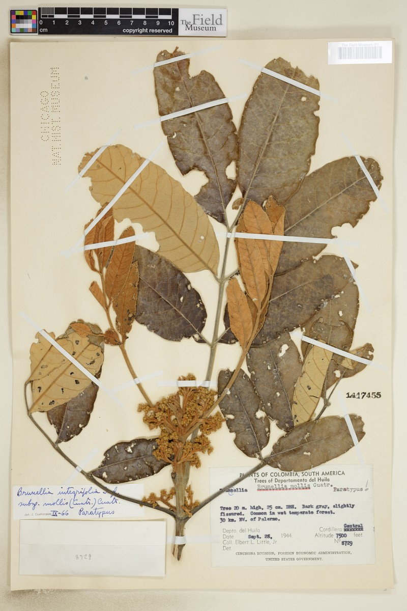 Brunellia integrifolia subsp. mollis