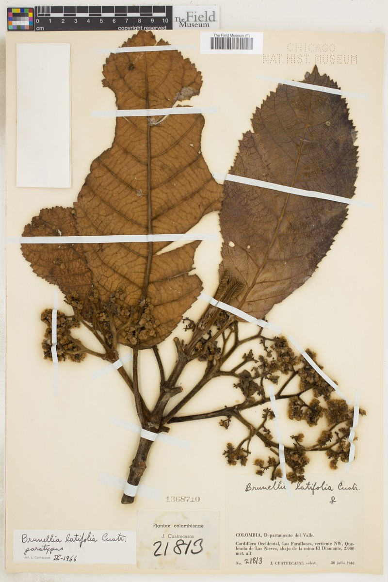 Brunellia latifolia