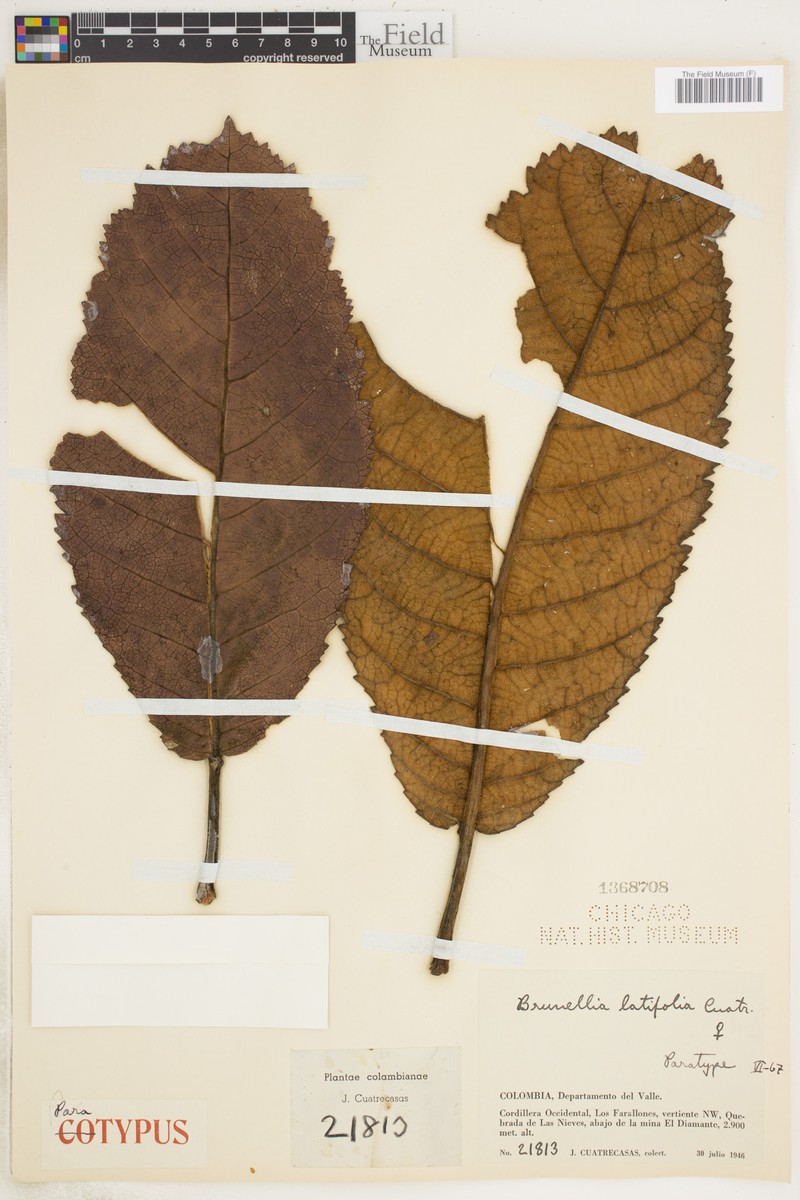 Brunellia latifolia photo 2