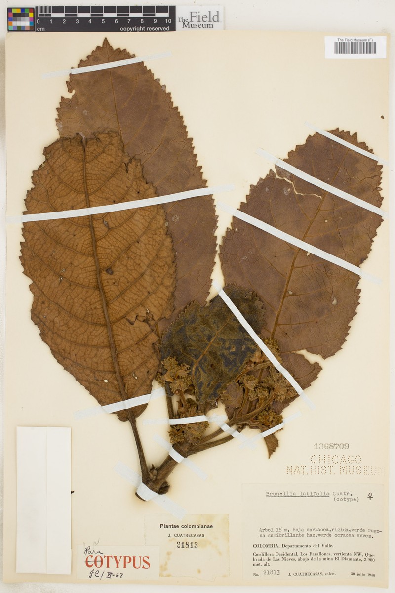 Brunellia latifolia photo 3