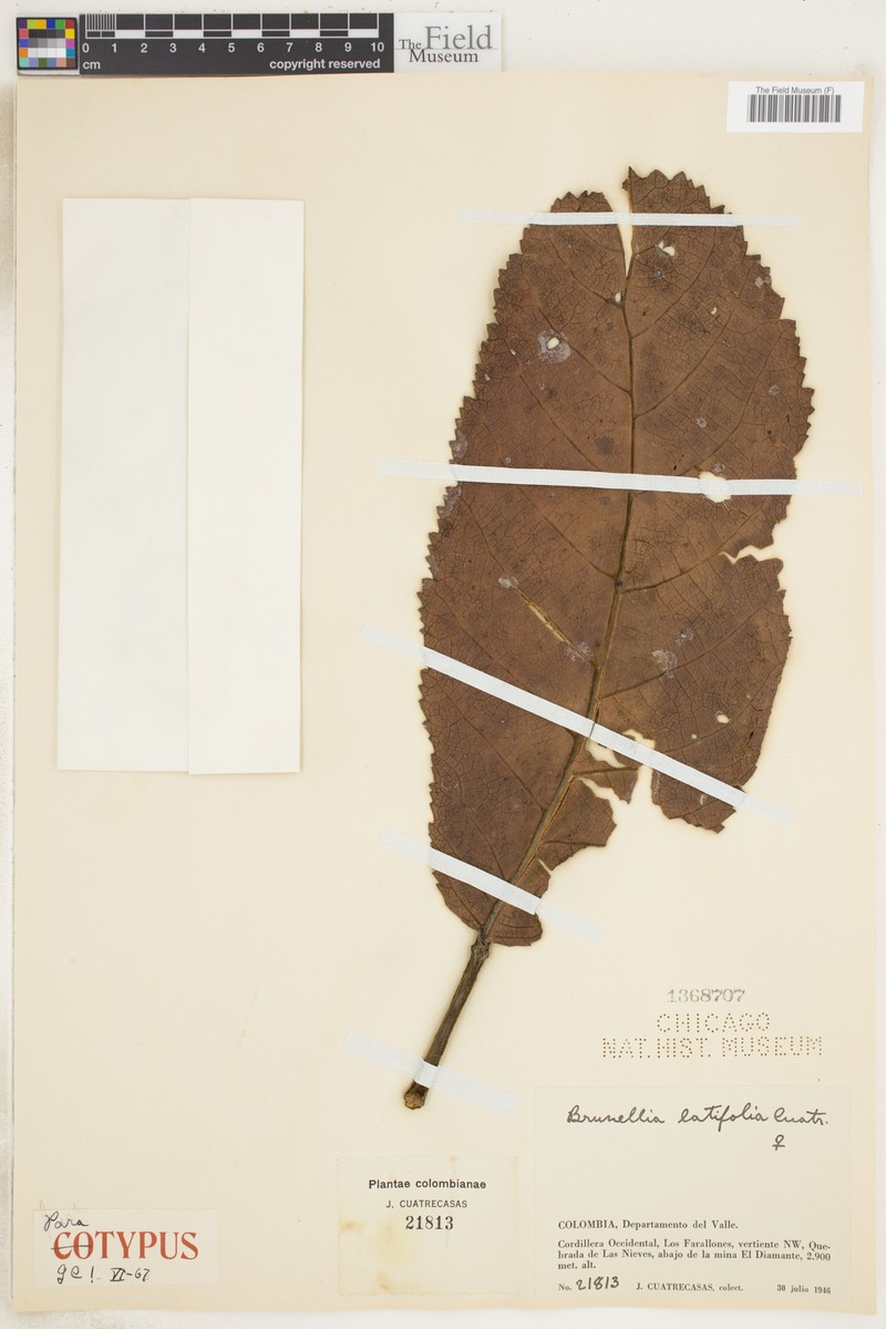 Brunellia latifolia photo 4