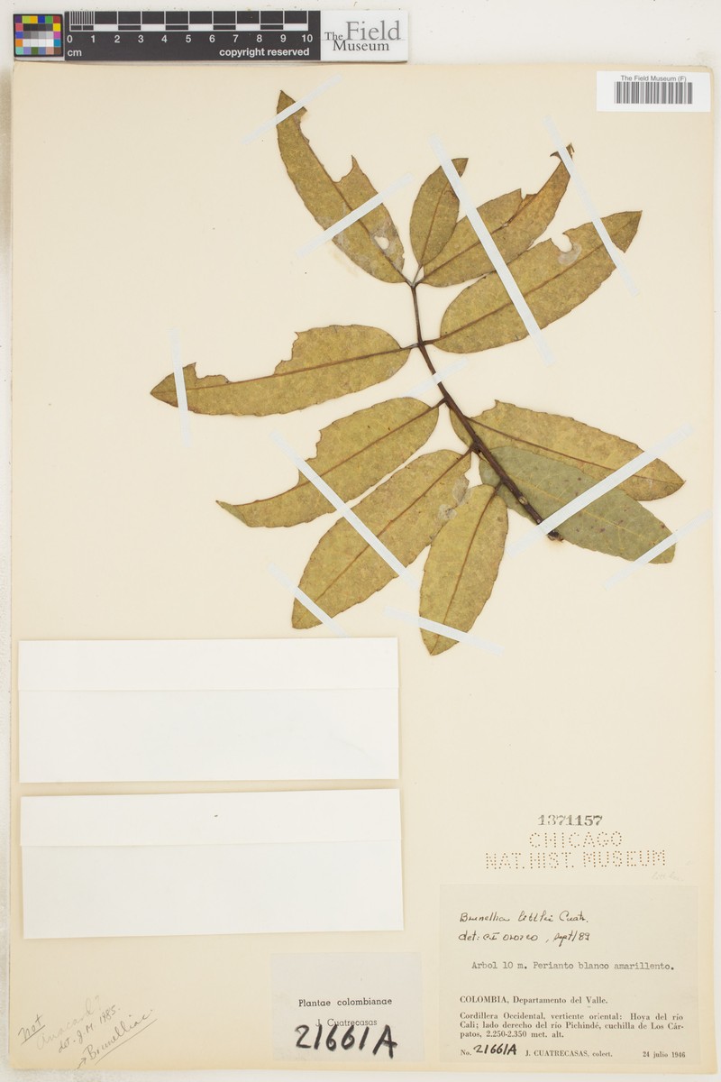 Brunellia littlei photo 4