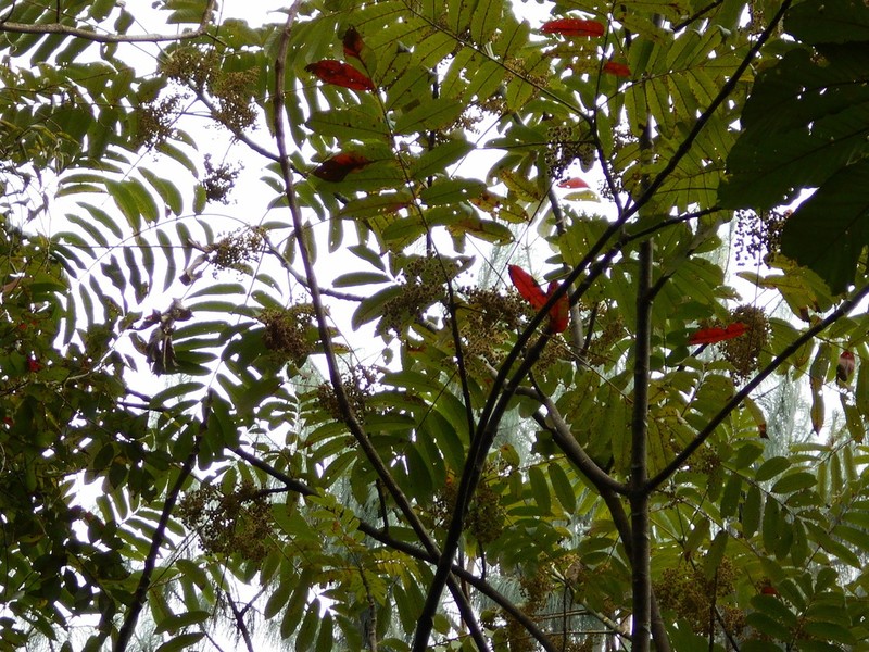 Brunellia mexicana