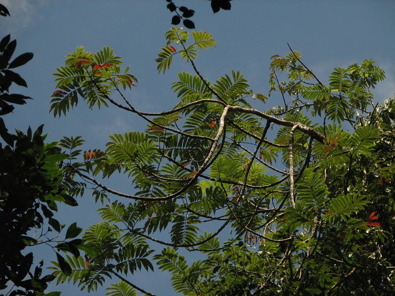 Brunellia mexicana photo 2