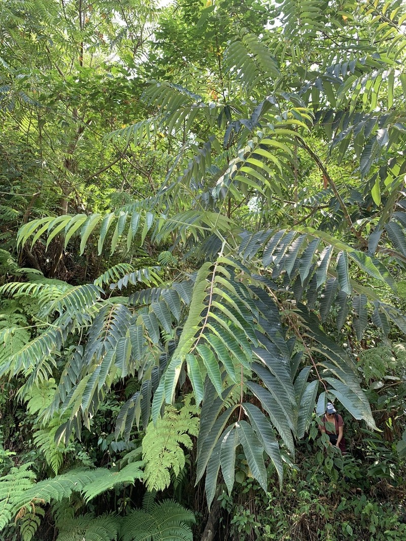 Brunellia mexicana photo 4