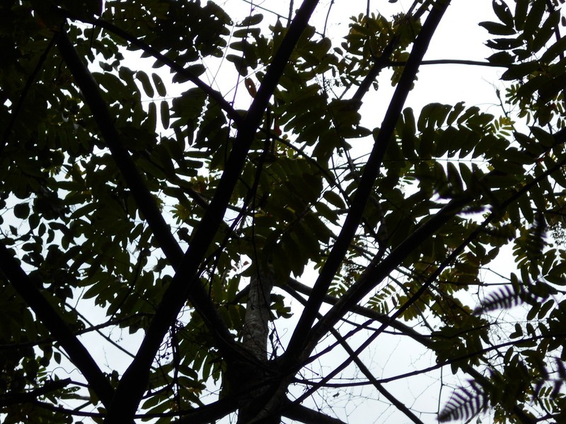 Brunellia mexicana photo 5