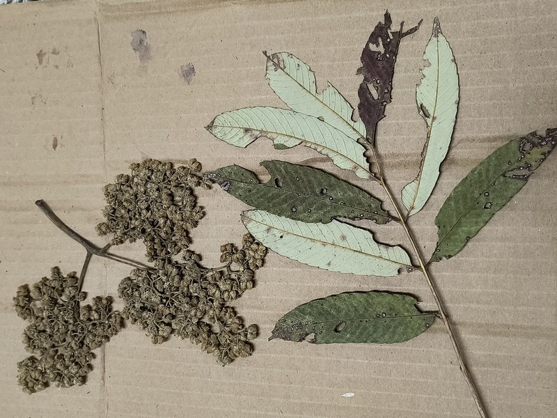 Brunellia mexicana photo 6