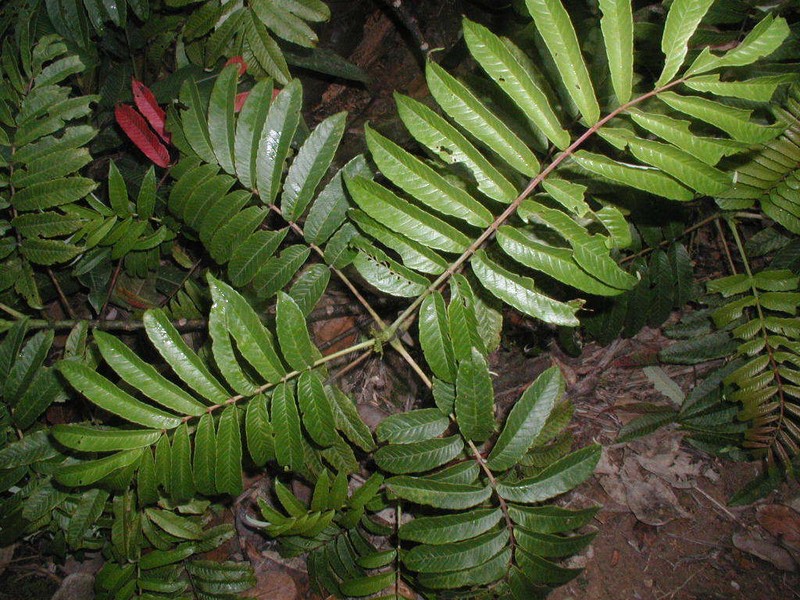 Brunellia mexicana photo 7
