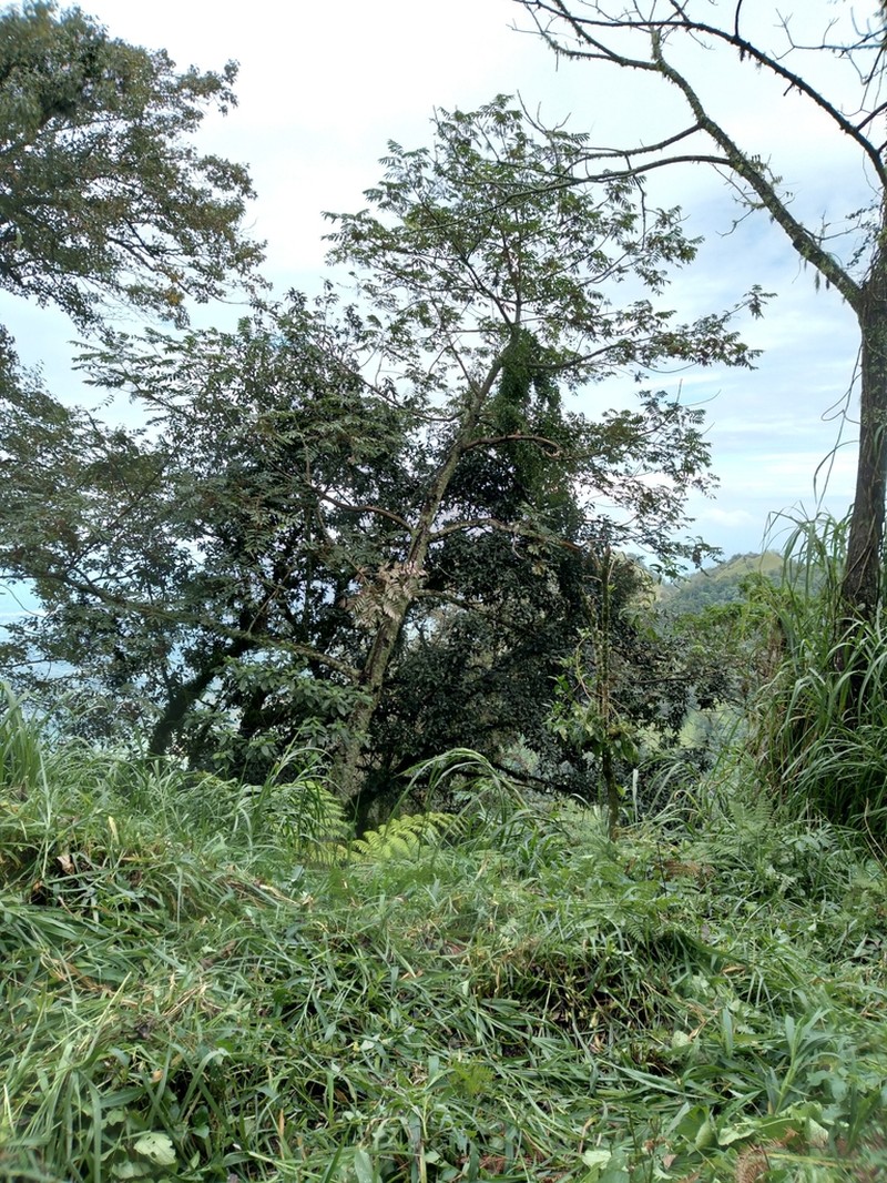 Brunellia mexicana photo 8