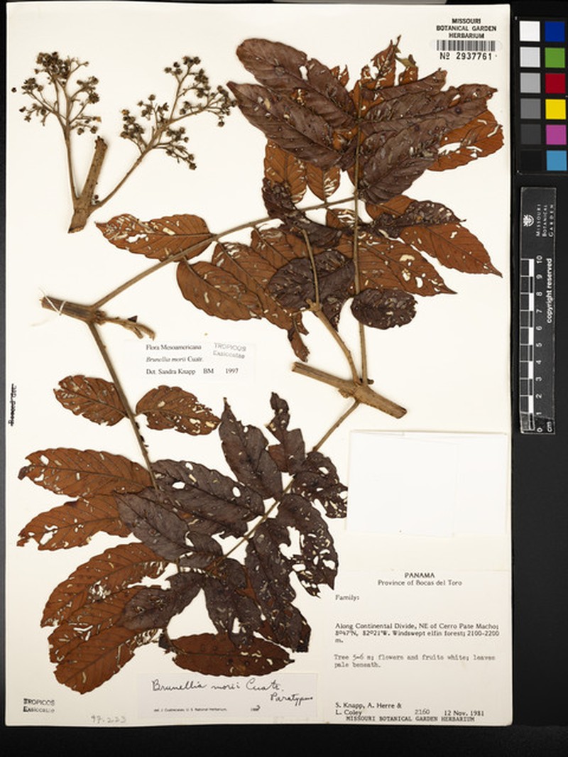 Brunellia morii