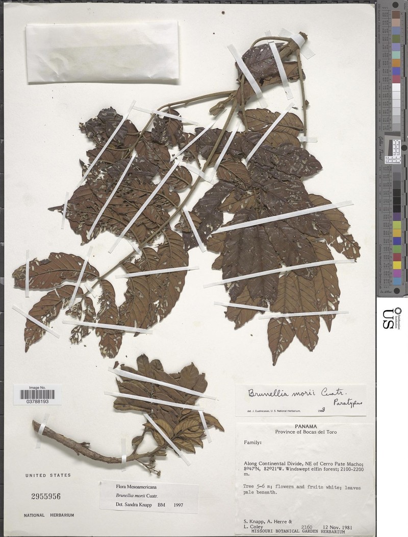 Brunellia morii photo 2
