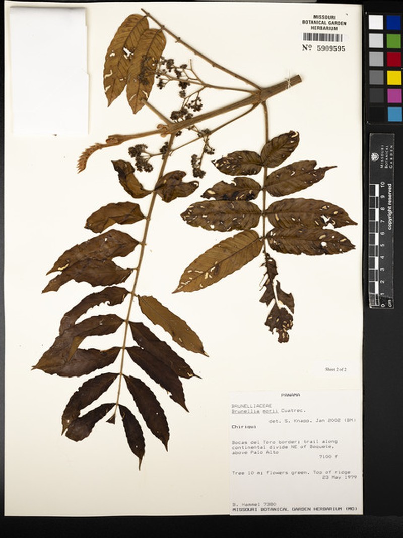 Brunellia morii photo 3