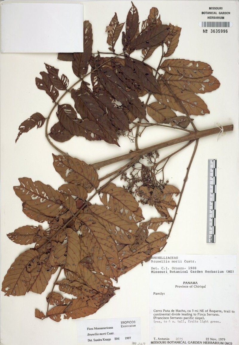 Brunellia morii photo 4
