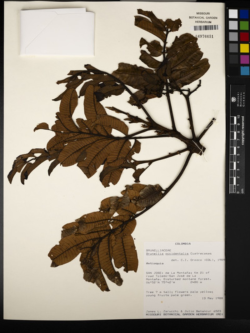 Brunellia occidentalis
