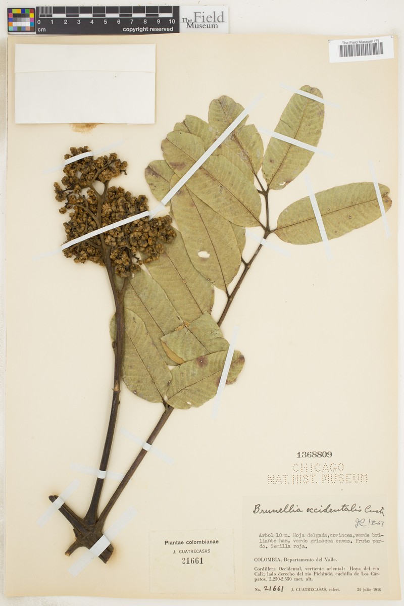 Brunellia occidentalis photo 2