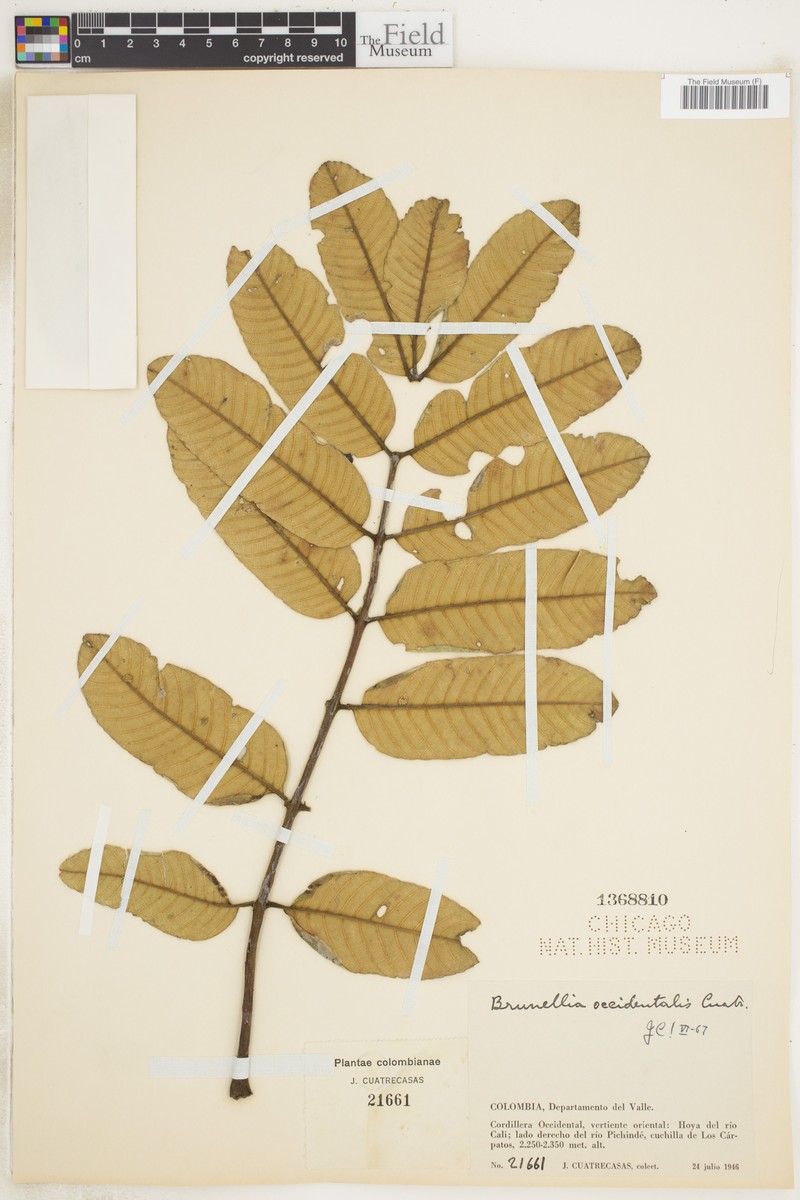 Brunellia occidentalis photo 3