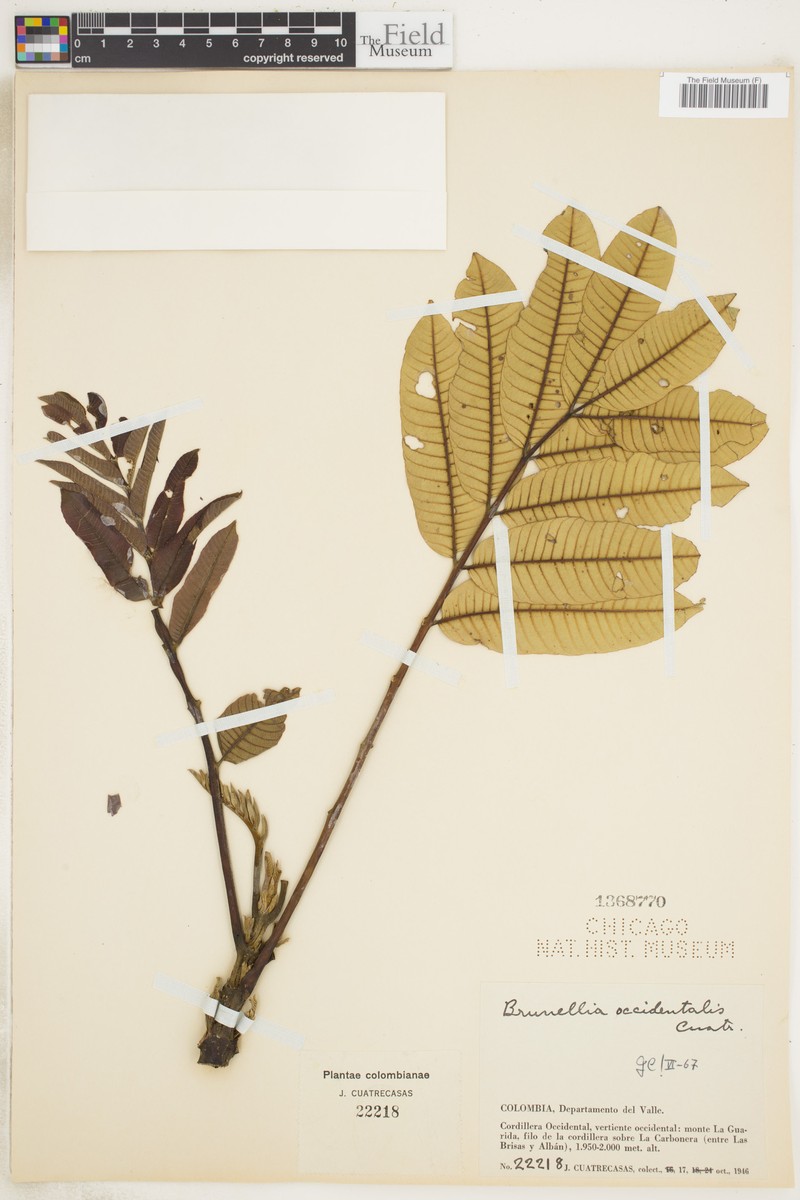 Brunellia occidentalis photo 4