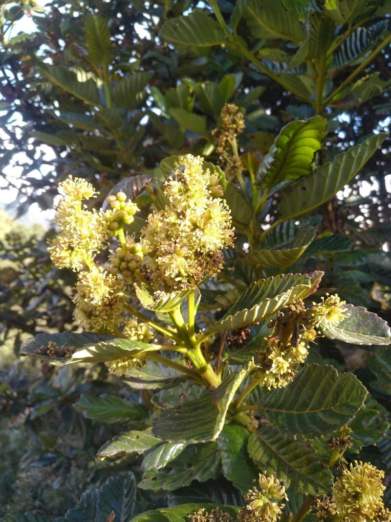 Brunellia ovalifolia