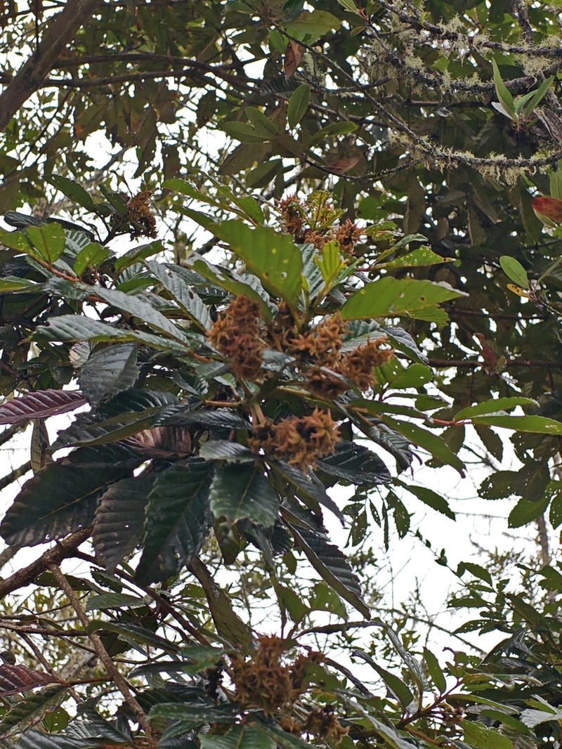 Brunellia ovalifolia photo 3