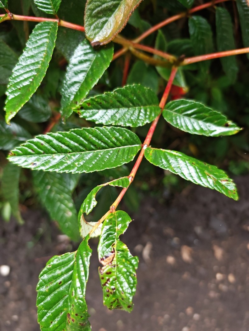 Brunellia ovalifolia photo 4