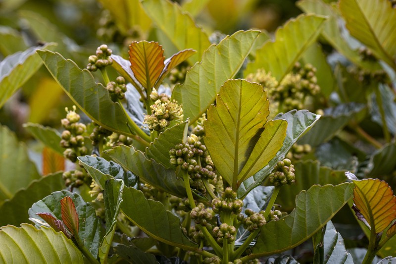 Brunellia ovalifolia photo 5